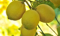 Antalya’da, limon üreticisi mutlu değil